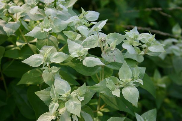 Mountain mint, with whitish flower-like bracts surrounding minute flowers