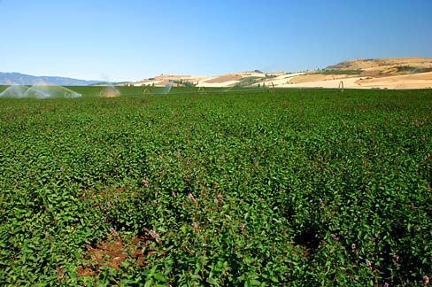 Mint growing in a vast monoculture, being irrigated in the distance.